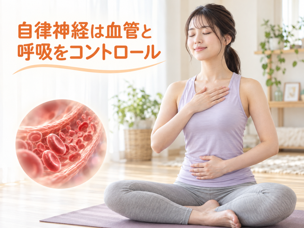 自律神経は血管と呼吸をコントロール
