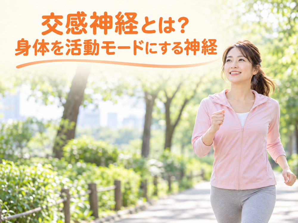 交感神経とは?身体を活動モードにする神経